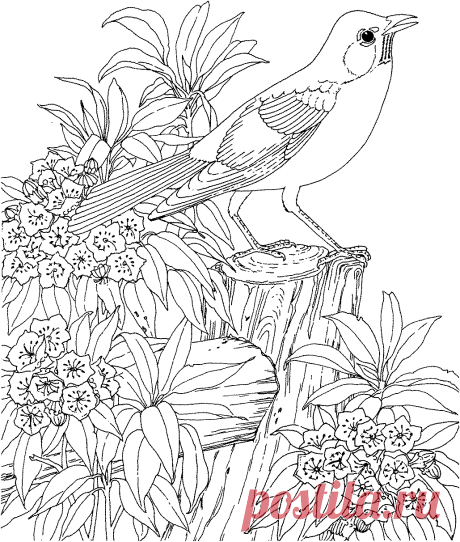 Coloring Pages | 19 Robin Coloring Pages Robin-coloring-6 – Free Coloring Page Site | Coloring Books and Color-In Cards