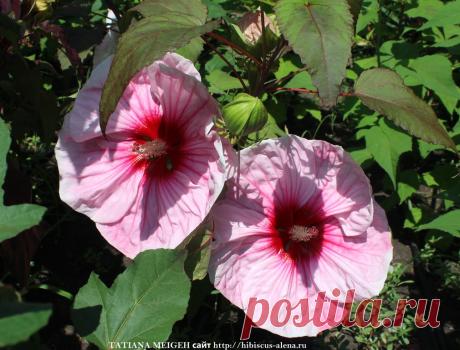 СЕМЕНА ТРАВЯНИСТЫХ ГИБИСКУСОВ - №5-7шт