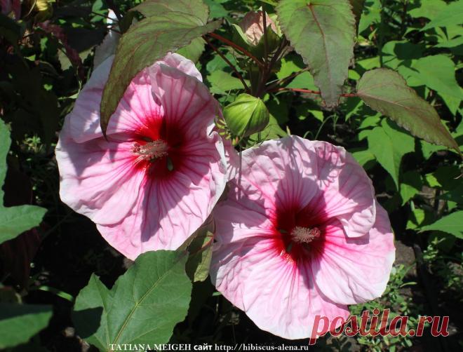 СЕМЕНА ТРАВЯНИСТЫХ ГИБИСКУСОВ - №5-7шт