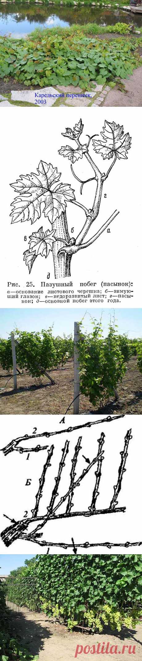Виноград. Расти,лоза,на радость людям!.