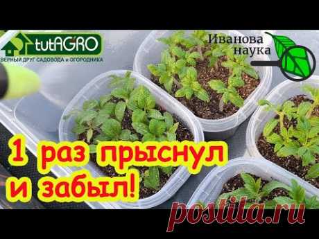 РАССАДА ЖЕЛТЕЕТ В РАЗНЫХ МЕСТАХ? Это поможет! Всего 1 чайная ложка на 2 литра и раствор готов!