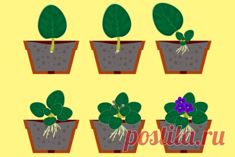 Как вырастить фиалку из листка