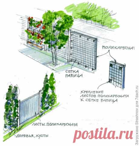 шиповник для изгороди царица - Поиск в Google