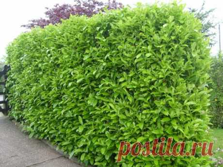 Лавровишня лекарственная (Laurocerasus officinalis M.Roem)