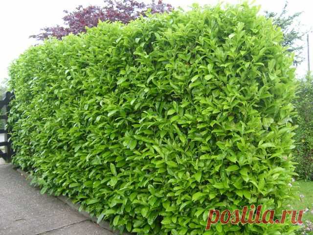 Лавровишня лекарственная (Laurocerasus officinalis M.Roem)