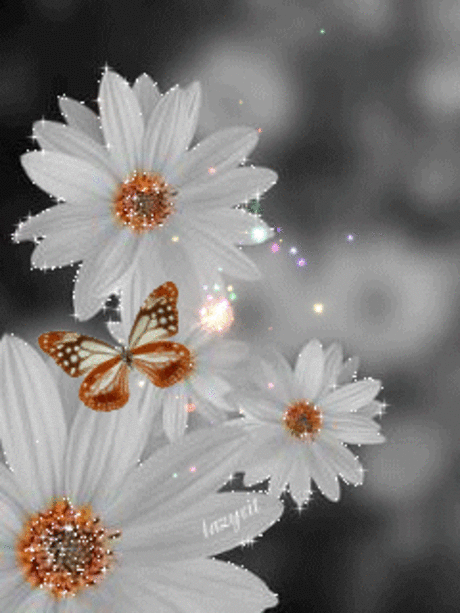 03e91796d063975a6a29976777269e07.gif (240×320)