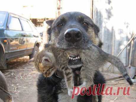 , несëт в безопасное место.....