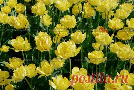 Крупный план желтых цветущих тюльпанов Стоковое фото, фотограф Ilaronsia / Фотобанк Лори