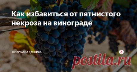 Как избавиться от пятнистого некроза на винограде Пятнистый некроз винограда – инфекционное заболевание грибного происхождения. Возбудителем является несовершенный гриб из рода Ракодиелла – Rhacodiella vitis. Сумчатая стадия этого гриба принадлежит роду Mollisia.
Пятнистым некрозом поражаются однолетние лозы и многолетняя древесина подвойных, европейских и гибридных сортов.
Болезнь проявляется в виде темно-коричневых, почти черных пятен различных