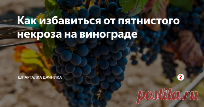 Как избавиться от пятнистого некроза на винограде Пятнистый некроз винограда – инфекционное заболевание грибного происхождения. Возбудителем является несовершенный гриб из рода Ракодиелла – Rhacodiella vitis. Сумчатая стадия этого гриба принадлежит роду Mollisia.
Пятнистым некрозом поражаются однолетние лозы и многолетняя древесина подвойных, европейских и гибридных сортов.
Болезнь проявляется в виде темно-коричневых, почти черных пятен различных