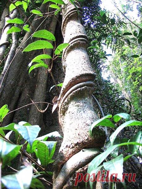 легенда о дереве