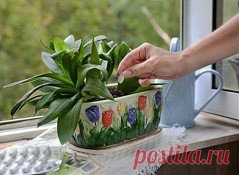 (+1) - Дрожжи – отличное удобрение для растений | ОГОРОД БЕЗ ХЛОПОТ