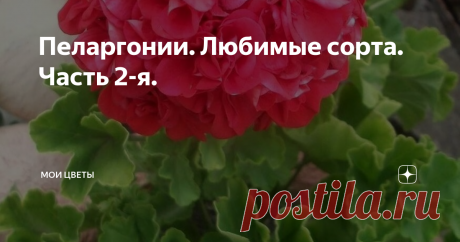 Пеларгонии. Любимые сорта. Часть 2-я. В первой части я уже рассказала про самую первую сортовую пеларгонию в моей коллекции. Есть еще один сорт, тоже из первых, старожил. У кого есть этот сорт, наверняка согласятся со мной, что он стоит того, чтобы его любили и берегли. Это -Lake.
Сорт, по типу роста, карлик. Так и есть, кустики компактные. Листвы много, это мне нравится! Листики аккуратные, с темной зоной.
Lake, начало роспуска
Lake