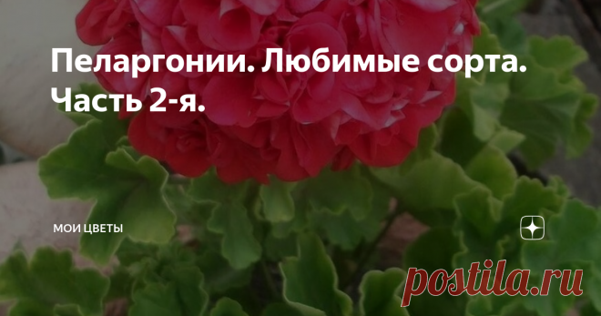 Пеларгонии. Любимые сорта. Часть 2-я. В первой части я уже рассказала про самую первую сортовую пеларгонию в моей коллекции. Есть еще один сорт, тоже из первых, старожил. У кого есть этот сорт, наверняка согласятся со мной, что он стоит того, чтобы его любили и берегли. Это -Lake.
Сорт, по типу роста, карлик. Так и есть, кустики компактные. Листвы много, это мне нравится! Листики аккуратные, с темной зоной.
Lake, начало роспуска
Lake