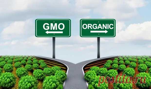 7 мифов о ГМО-продуктах