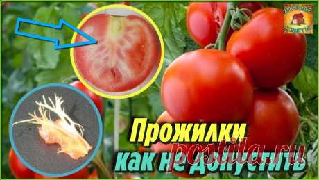 Никогда бы не подумала, вот они самые важные причины, почему помидоры вырастают с белыми прожилками внутри