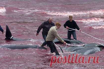 43 черных дельфина выбросились на берег и отказались возвращаться в воду. В Австралии ветеринары усыпили 43 гринды, которые выбросились на берег. Спасатели пытались вернуть животных в океан, но безуспешно. Решение о прекращении их страданий было принято исходя из заботы о благосостоянии морских млекопитающих. Причины, по которым гринды оказались на мелководье, неизвестны.