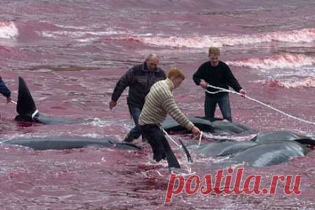 43 черных дельфина выбросились на берег и отказались возвращаться в воду. В Австралии ветеринары усыпили 43 гринды, которые выбросились на берег. Спасатели пытались вернуть животных в океан, но безуспешно. Решение о прекращении их страданий было принято исходя из заботы о благосостоянии морских млекопитающих. Причины, по которым гринды оказались на мелководье, неизвестны.