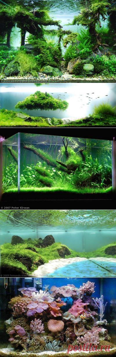 Красивые аквариумы фото