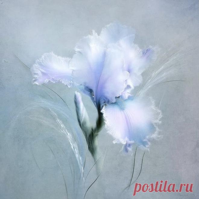 Изображение пина-истории