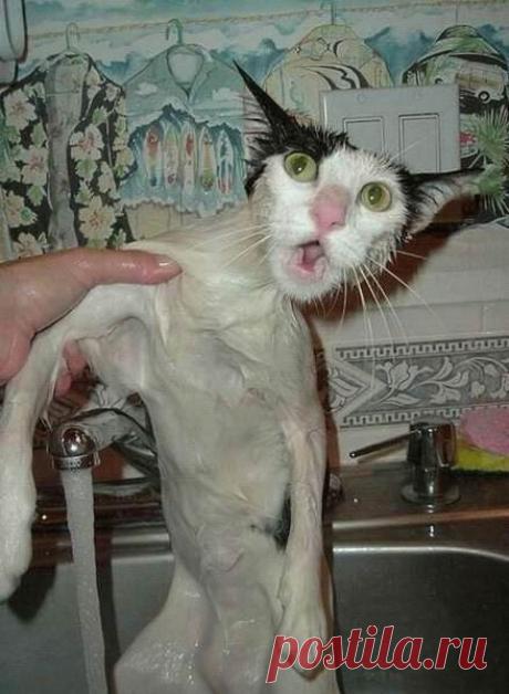 Трагедии свежевымытых котов / Питомцы