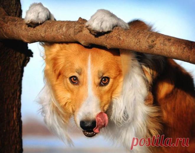 30 лучших снимков: фотографии животных, согревающие душу и вызывающие улыбку | Фотография | Среда обитания