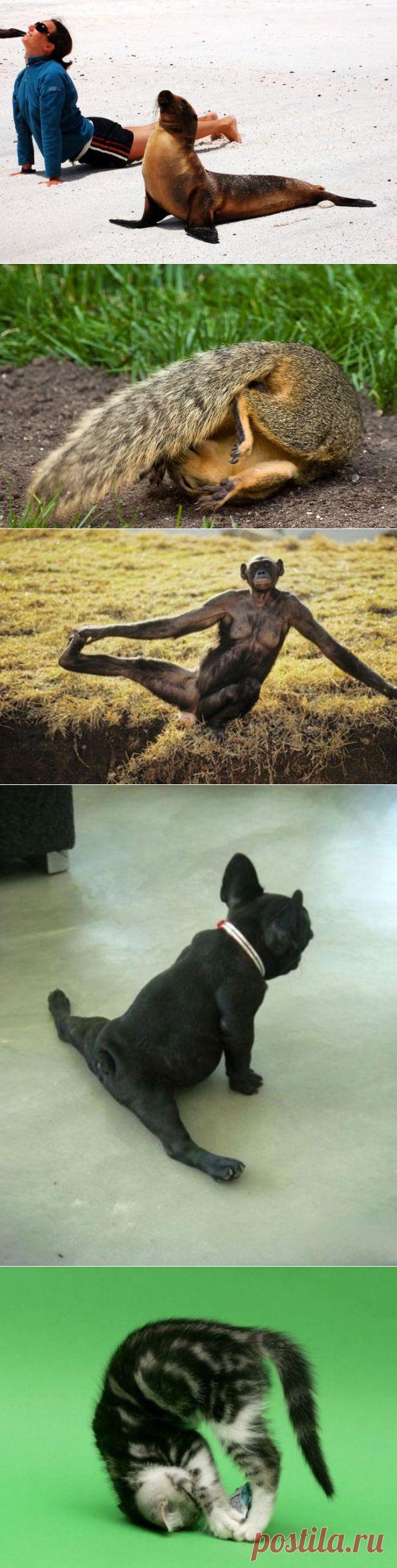 (+1) - Животные, которые занимаются йогой лучше, чем люди | Отдыхаем с юмором