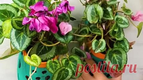 Хитрости для выращивания растений