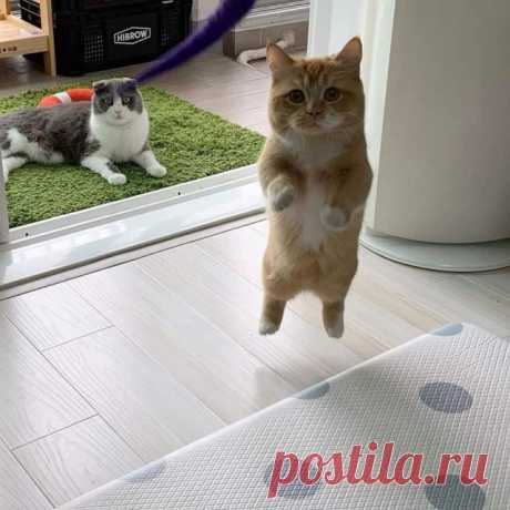 Забавные животные