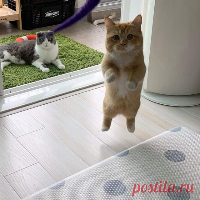 Забавные животные
