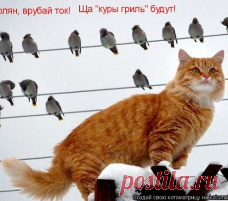 Уфф!!! Ну наконец-то! Котоматрицы великолепные, каждая с улыбкой и хорошим настроением!
