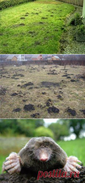 Как избавиться от кротов на даче: лучшие методы