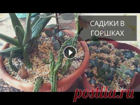 Композиции из Суккулентов -садики в горшках Композиции из Суккулентов -садики в горшкахЕсли вам понравилось данное видео, подписывайтесь на канал, нажмите на колокольчик ???? чтобы не пропустить...