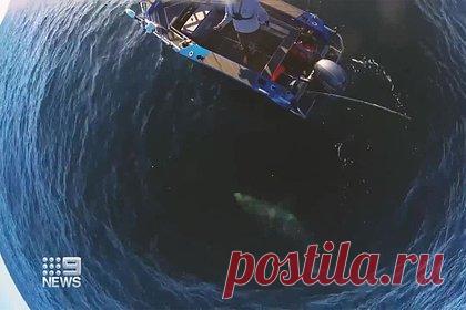 Акула-людоед вплотную подплыла к рыбаку и попала на видео. Во время рыбалки у побережья Австралии мужчина столкнулся с огромной акулой, размер которой сравним с его четырехметровой лодкой. Акула-людоед преследовала его около 15 минут, кружа вокруг яхты. Мужчина снял произошедшее на видео. После этого акула уплыла, и австралиец благополучно вернулся домой.