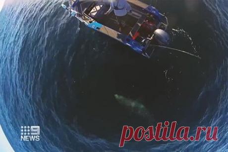 Акула-людоед вплотную подплыла к рыбаку и попала на видео. Во время рыбалки у побережья Австралии мужчина столкнулся с огромной акулой, размер которой сравним с его четырехметровой лодкой. Акула-людоед преследовала его около 15 минут, кружа вокруг яхты. Мужчина снял произошедшее на видео. После этого акула уплыла, и австралиец благополучно вернулся домой.