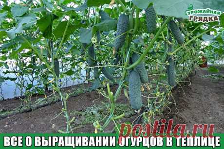 (46) Одноклассники