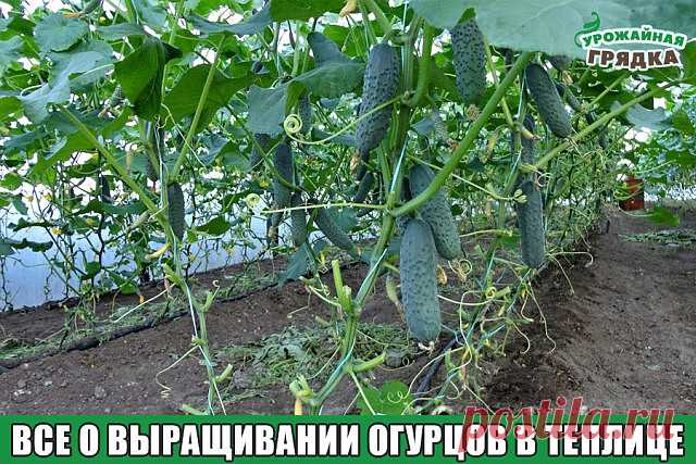 (46) Одноклассники