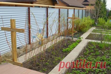 Весенняя обрезка малины: самая важная процедура в борьбе за щедрые урожаи | Наша Дача | Яндекс Дзен