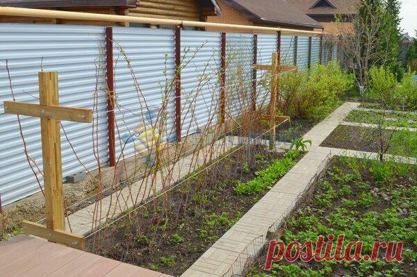 Весенняя обрезка малины: самая важная процедура в борьбе за щедрые урожаи | Наша Дача | Яндекс Дзен