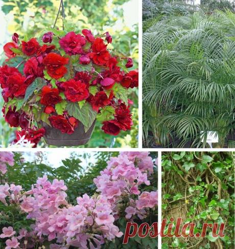 Зимний сад в доме и на балконе