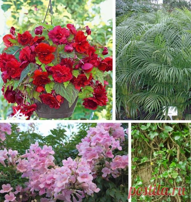 Зимний сад в доме и на балконе