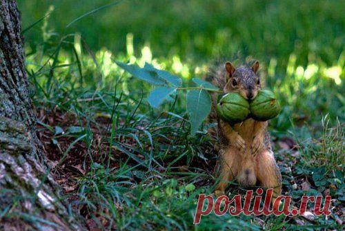 Своя ноша не тянет.