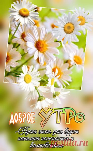 С добрым утром Привет Здрасте Добрый день