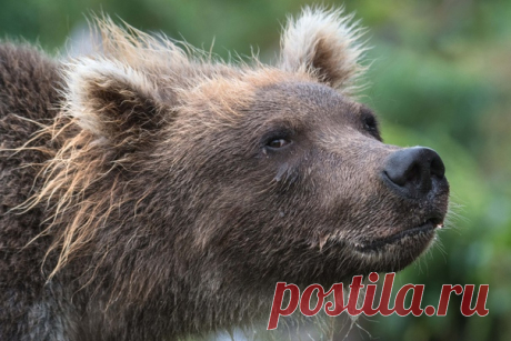 «Зрительный контакт» Курильское озеро, Камчатка. Фотограф – Светлана Горбатых: nat-geo.ru/photo/user/29097/