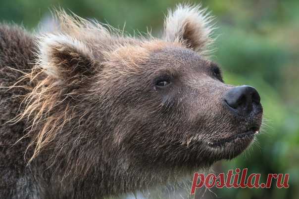 «Зрительный контакт» Курильское озеро, Камчатка. Фотограф – Светлана Горбатых: nat-geo.ru/photo/user/29097/