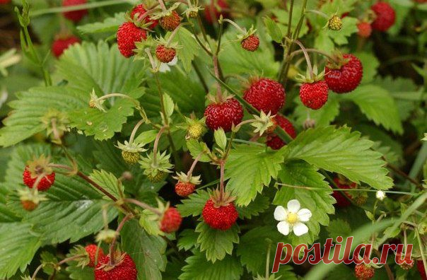 ЗЕМЛЯНИКА РАСТЕТ САМА ПО СЕБЕ