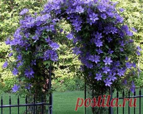 КЛЕМАТИС - ЦВЕТУЩАЯ ЛИАНА ВАШЕГО САДА
