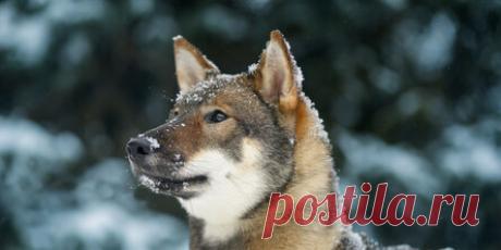 Найден ближайший генетический предок собаки Shutterstock/FOTODOM. Ученые провели исследование и выяснили, кто был ближайшим генетическим предком современной собаки. О работе сотрудников Высшего университета перспективных исследований говорится в материале на сайте bioRxiv. По мнению биологов, самый близкий предок собак – японский волк. Речь идет о подвиде обыкновенного волка, который раньше проживал на территории японских островов, однако потом был истреблен. Считается, чт...