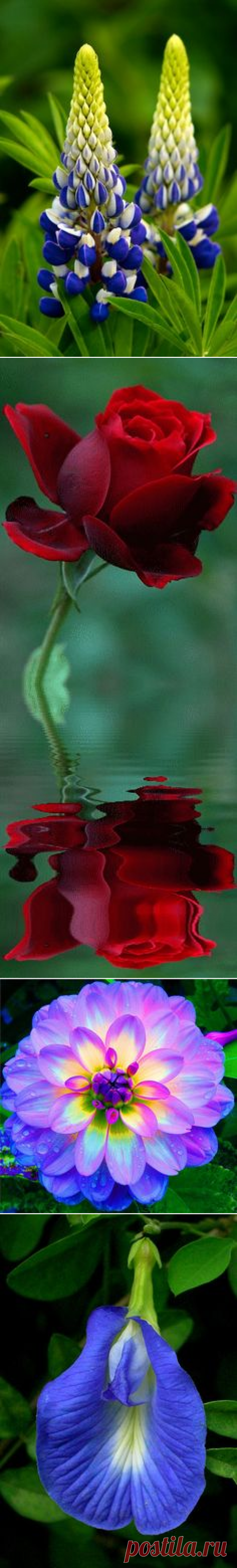 (66) в pinterest • каталог мира идей