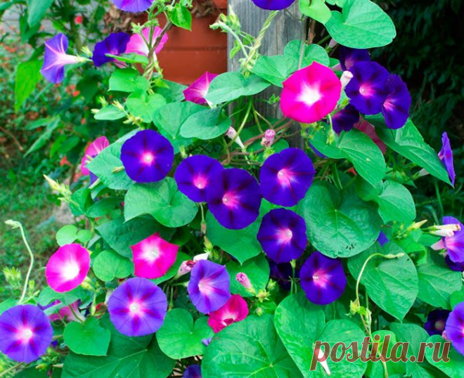 Ипомея: посадка и уход в открытом грунте, выращивание из семян